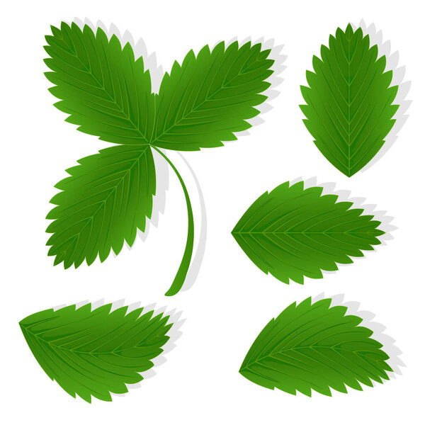 Set of strawberries green leaves illustration for web isolated on white background