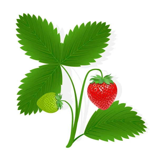 Erdbeere Süße Frucht Illustration Für Web Isoliert Auf Weißem Hintergrund — Stockvektor