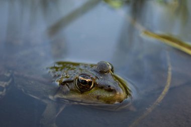 Nehir kıyısındaki yeşil kurbağa kafasını sudan çıkarmış. Ortak Avrupa kurbağası