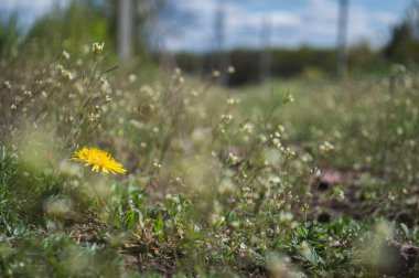 Sarı çiçek açan karahindiba çiçeği yeşil tarlaya yaklaşıyor. Bahar ve yaz arkaplanı