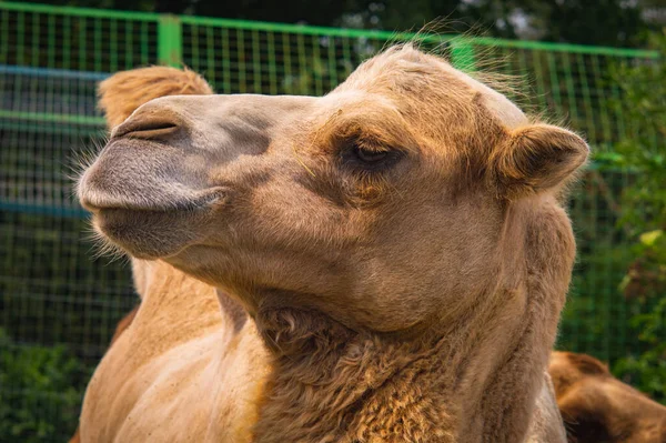 农场骆驼特写的脸 异族动物 — 图库照片