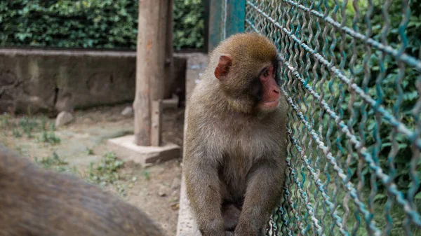 Sad face of monkey capuchin on cage sitting on fence. Exotic animal