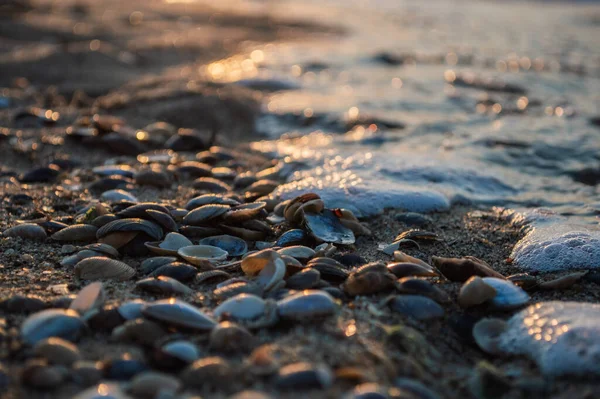 Deniz Kabukları Gün Batımında Bulanık Bir Şekilde Deniz Kıyısına Yakın — Stok fotoğraf