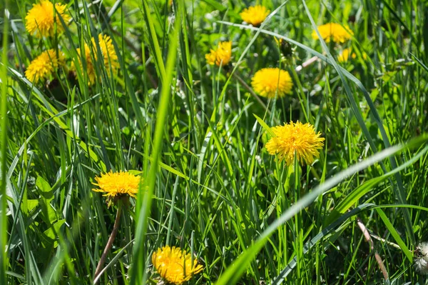 黄花盛开的蒲公英特写在绿地上 春夏背景 — 图库照片