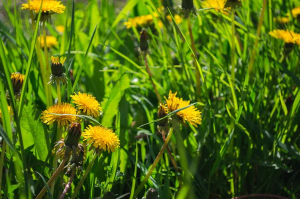 黄花盛开的蒲公英特写在绿地上 春夏背景 — 图库照片