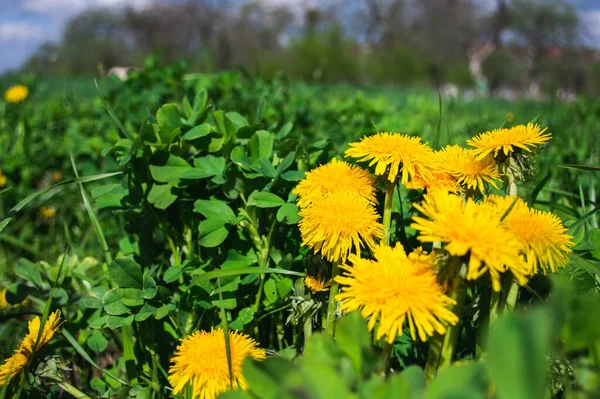 Gelbe Blühende Löwenzahnblüte Nahaufnahme Auf Der Grünen Wiese Frühling Und — Stockfoto