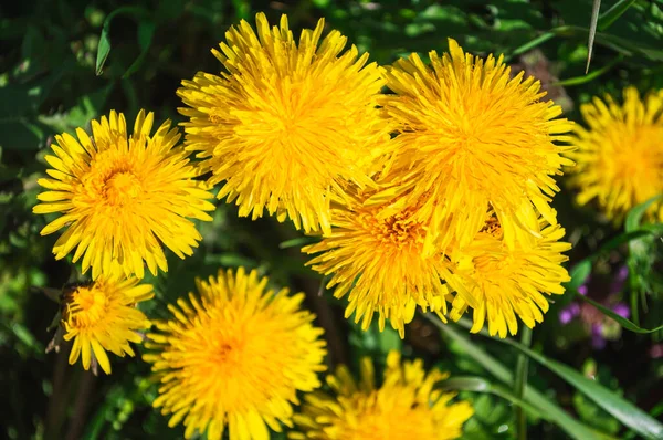Sárga Virágzó Virág Pitypang Közelről Zöld Mezőn Tavaszi Nyári Háttér — Stock Fotó