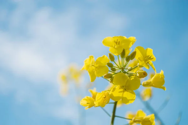Żółte Kwiaty Rzepaku Lub Rzepaku Uprawiane Olej Rzepakowy Pole Żółtych — Zdjęcie stockowe