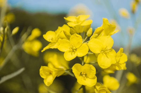 Żółte Kwiaty Rzepaku Lub Rzepaku Uprawiane Olej Rzepakowy Pole Żółtych — Zdjęcie stockowe
