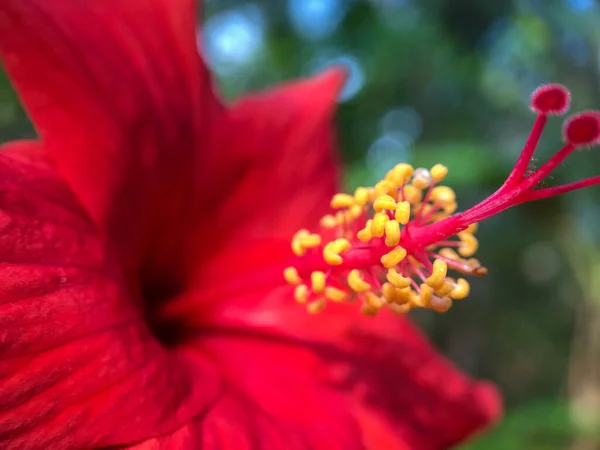 Hibiscus Rode Bloem Macro Foto — Stockfoto