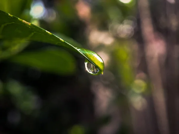 Krople Deszczu Czubku Liścia — Zdjęcie stockowe