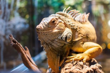 Bir şube Terrerium oturan Iguana