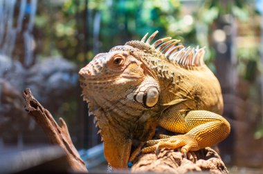 Bir şube Terrerium oturan Iguana