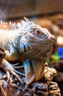 Bir şube Terrerium oturan Iguana