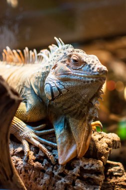 Bir şube Terrerium oturan Iguana