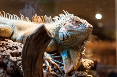 Bir şube Terrerium oturan Iguana