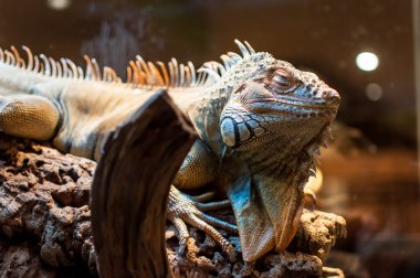 Bir şube Terrerium oturan Iguana