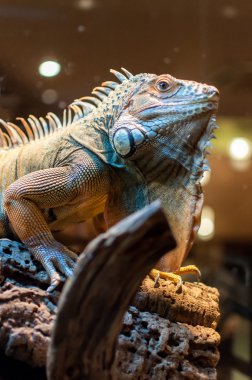 Bir şube Terrerium oturan Iguana