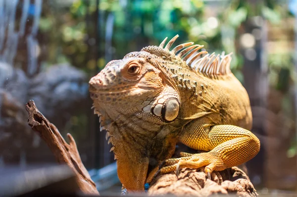 Iguana sentada en una rama en el terrario —  Fotos de Stock