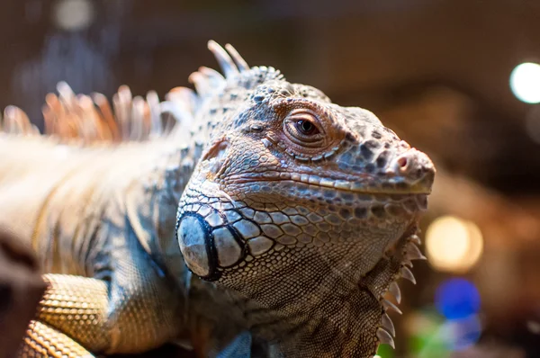 Iguana sentada en una rama en el terrario —  Fotos de Stock