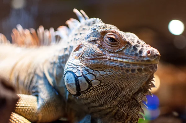 Iguana sentada en una rama en el terrario —  Fotos de Stock