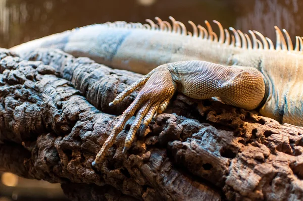 Iguana sentada en una rama en el terrario —  Fotos de Stock