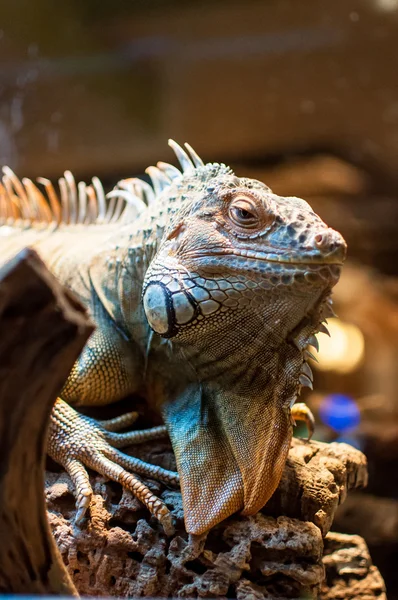 Iguana sentada en una rama en el terrario —  Fotos de Stock