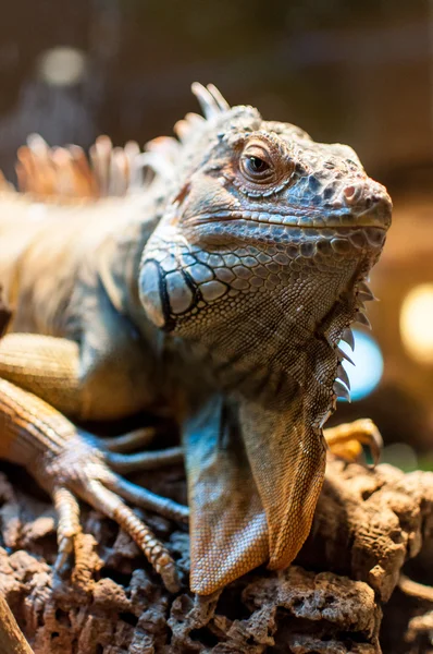 Iguana sentada en una rama en el terrario —  Fotos de Stock