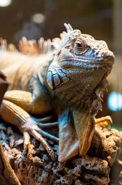 Bir şube Terrerium oturan Iguana