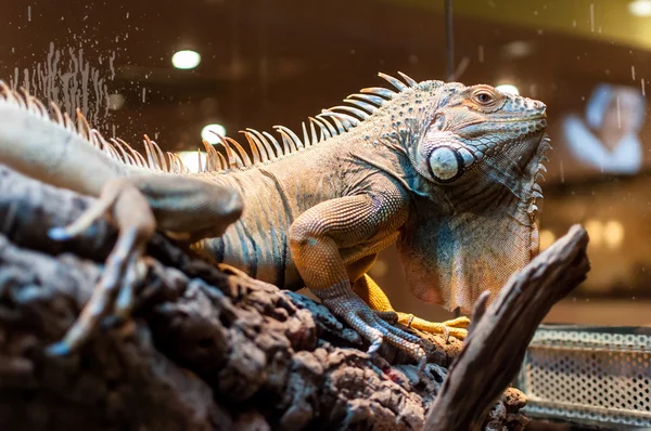 Iguana sentada en una rama en el terrario —  Fotos de Stock