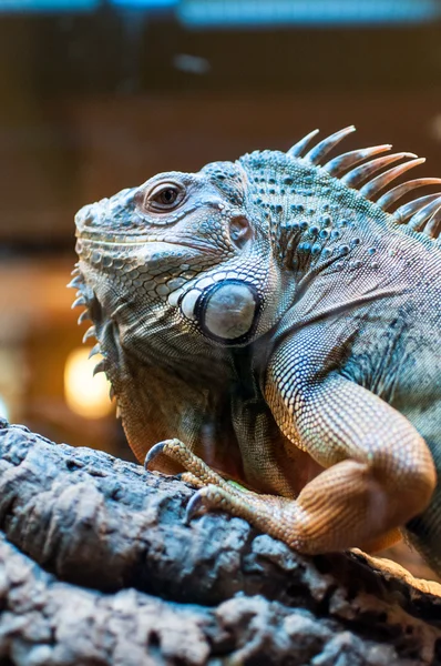 Iguana sentada en una rama en el terrario —  Fotos de Stock