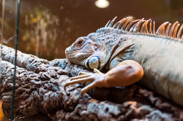 Iguana sentada en una rama en el terrario —  Fotos de Stock