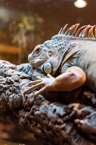 Iguana sentada en una rama en el terrario —  Fotos de Stock