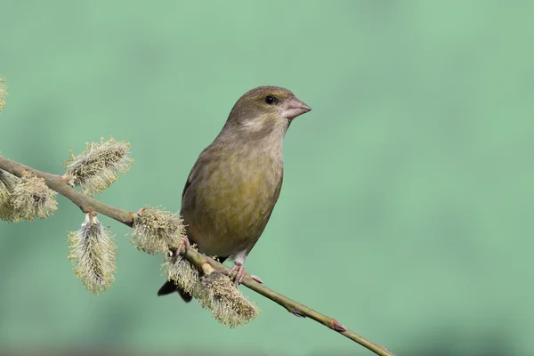 Greenfinch, Carduelis chloris — Stock Photo, Image