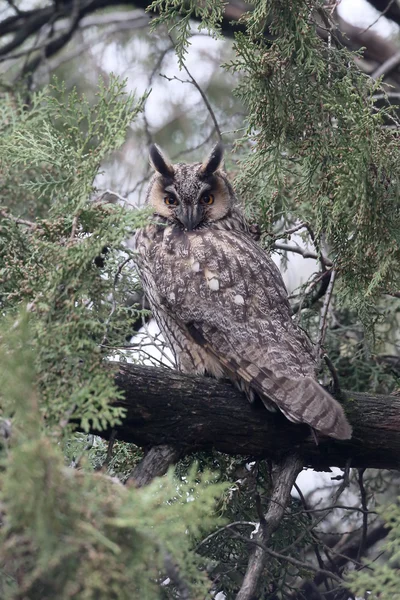 Long-eared owl, Asio otus — Stock Photo, Image