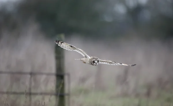 Short-eared owl, Asio flammeus — Stock Photo, Image