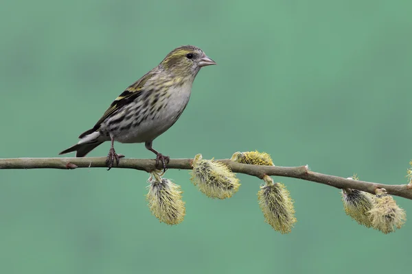 Čížek, carduelis spinus — Stock fotografie