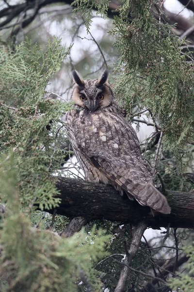 Long-eared owl, Asio otus Stock Image