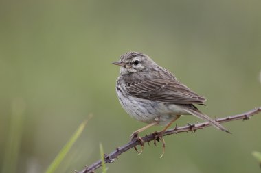 Berthelots incir kuşu, Anthus berthelotii maderensis