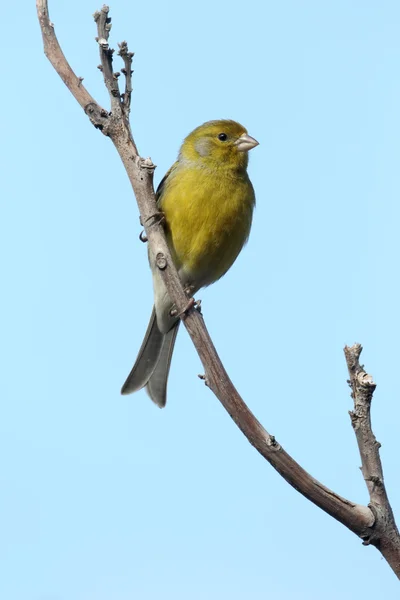 Kanariefågel Serinus canaria — Stockfoto