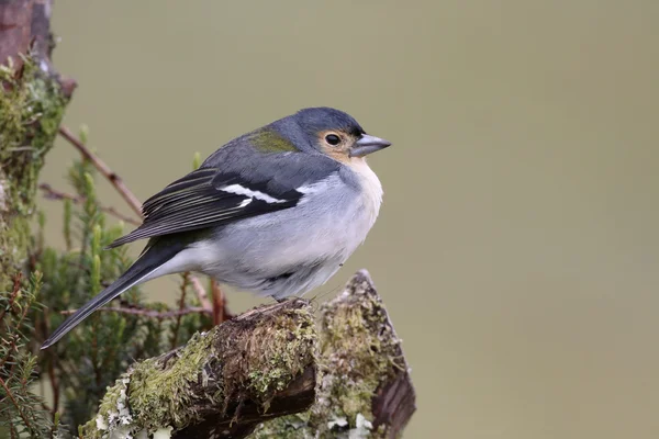 Tentilhão, Fringilla coelebs maderensis — Fotografia de Stock