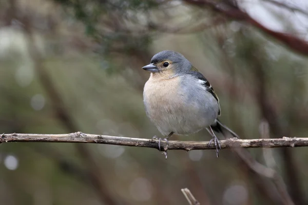 Buchfink, fringilla coelebs maderensis — Stockfoto