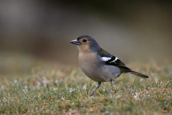 Zięba, Fringilla coelebs maderensis — Zdjęcie stockowe