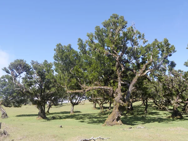 マデイラの月桂樹の木 — ストック写真