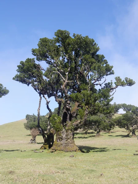 Alloro a madeira — Foto Stock