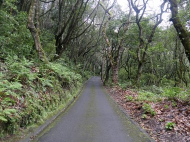 Pargue Das Queimadas Maderia
