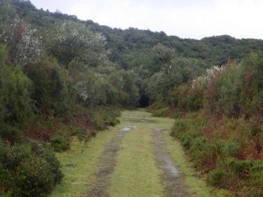 Parque Natural De Maderia