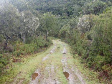 Parque Natural De Maderia