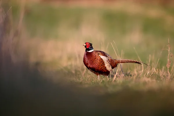 Fagiano comune, Phasianus colchicus — Foto Stock