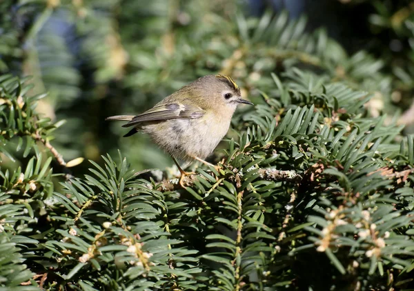 Goldcrest, ο Βασιλίσκος Βασιλίσκος — Φωτογραφία Αρχείου